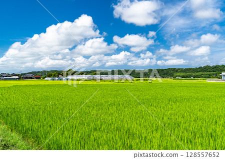 <千葉縣>寧靜的鄉村夏日景色 128557652