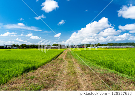 <千葉縣>寧靜的鄉村夏日景色 <千葉縣>寧靜的鄉村夏日景色 128557653