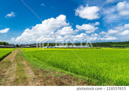 <千葉縣>寧靜的鄉村夏日景色 128557655