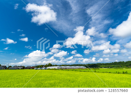 <Chiba Prefecture> A peaceful rural summer scene 128557660