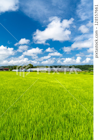 <Chiba Prefecture> A peaceful rural summer scene 128557661