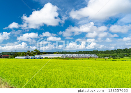 <Chiba Prefecture> A peaceful rural summer scene 128557663