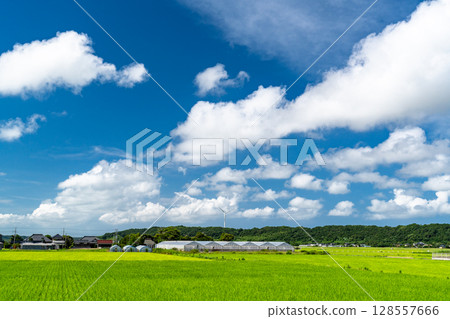 <千葉縣>寧靜的鄉村夏日景色 128557666