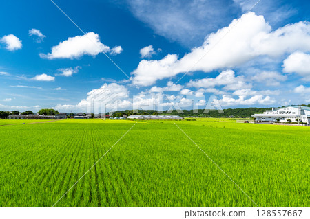 <千葉縣>寧靜的鄉村夏日景色 128557667