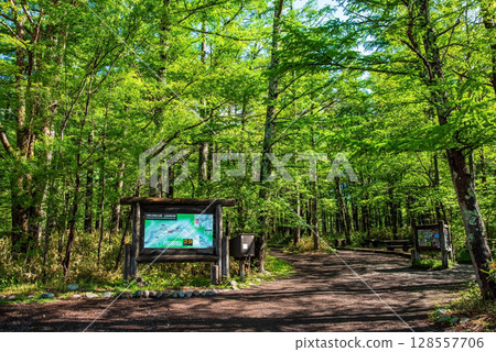 上高地風景“巴士總站附近的落葉松林” 128557706