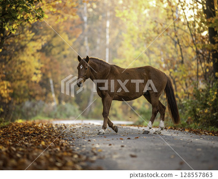 A chestnut horse walking through an autumn forest and a forest path covered in autumn leaves 128557863