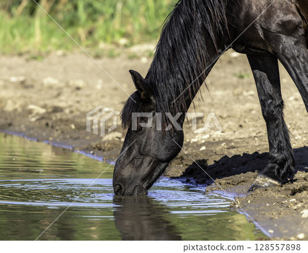 寧靜的自然景色,特寫鏡頭:一匹黑馬在池塘喝水 寧靜的自然景色,特寫鏡頭:一匹黑馬在池塘喝水 128557898