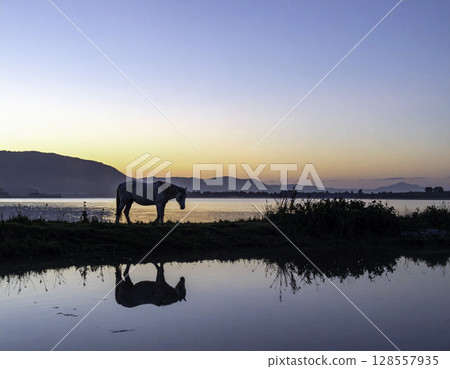 A white horse walking along the lake at dusk, the silence reflected on the water's surface and the fantastic natural scenery A white horse walking along the lake at dusk, the silence reflected on the water's surface and the fantastic natural scenery 128557935