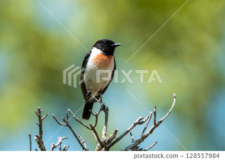 Common flycatcher perched on a branch 128557984