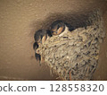Swallow chicks growing in the nest 128558320