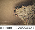 Swallow chicks growing in the nest 128558321