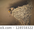 Swallow chicks growing in the nest 128558322