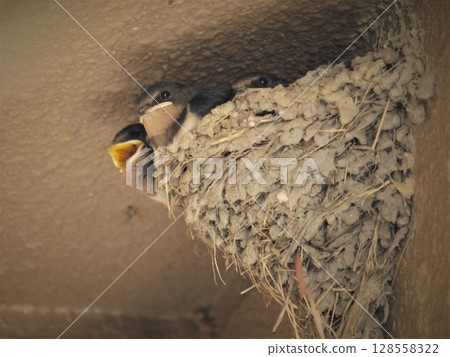 燕子雛鳥在巢中成長 128558322