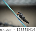 Swallows that stop on electric wires 128558414