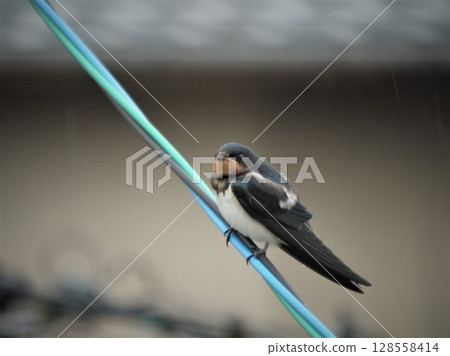 吞下電線的燕子 128558414