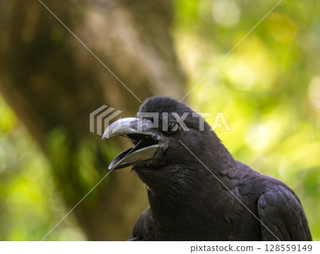 森林裡迴盪著一個聲音：烏鴉的叫聲響徹雲霄 128559149