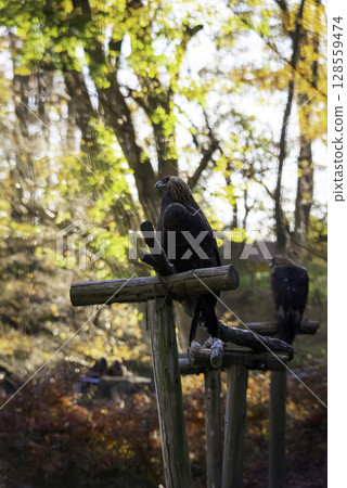 eagle resting on a tree 128559474