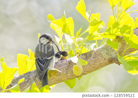 一隻年輕的大山雀試圖吃一顆變黑的銀杏果 128559521