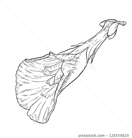 butterfly Pea flowers, vector line sketch 128559820