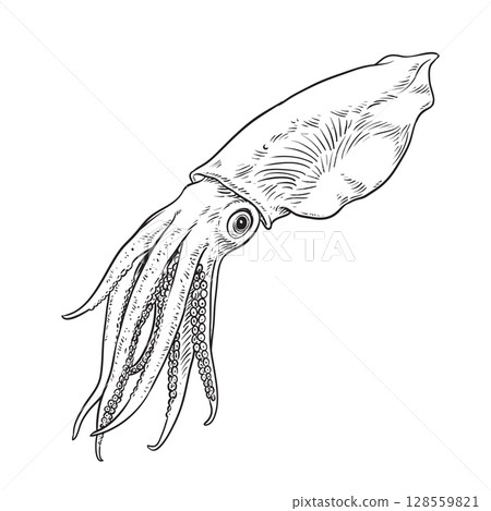 Sketch of squid. Hand-drawn calamari Sketch of squid. Hand-drawn calamari 128559821