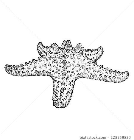 Hand drawn starfish Hand drawn starfish 128559823