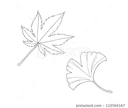 簡單的線條畫插圖集秋葉和銀杏葉 128560167