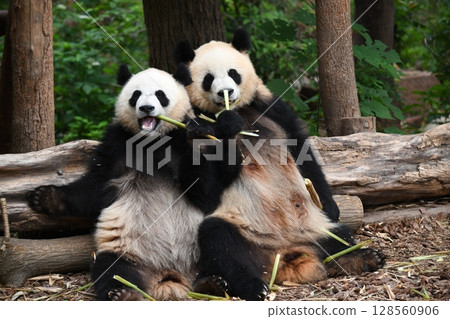 熊貓媽媽和小熊貓並肩吃竹筍 128560906
