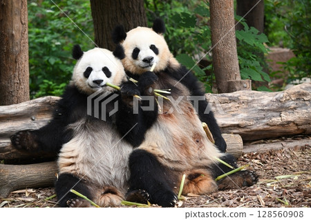 Mother and child pandas eating bamboo shoots side by side Mother and child pandas eating bamboo shoots side by side 128560908