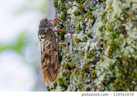 Side of the brown cicada 128561078