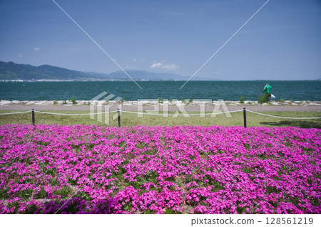 大津湖畔渚公園的芝櫻與琵琶湖 1 128561219