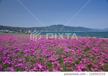 Moss phlox at Otsu Lakeside Nagisa Park and Lake Biwa 28 Moss phlox at Otsu Lakeside Nagisa Park and Lake Biwa 28 128561533