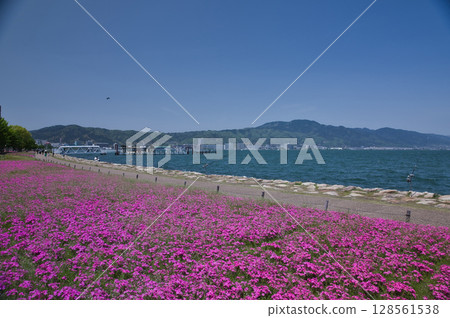 大津湖畔渚公園和琵琶湖的芝櫻 31 128561538