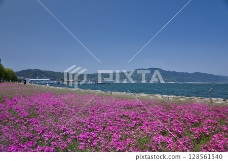 大津湖畔渚公園和琵琶湖的芝櫻 32 128561540