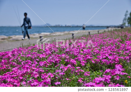 Moss phlox at Otsu Lakeside Nagisa Park and Lake Biwa 8 128561897