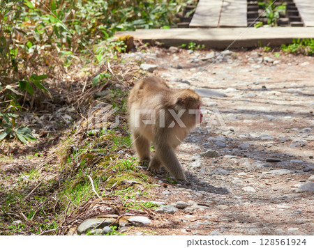 Spring sightseeing spot Kamikochi: Fresh green scenery and cute Japanese monkeys 128561924