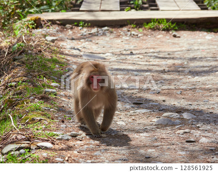 Spring sightseeing spot Kamikochi: Fresh green scenery and cute Japanese monkeys Spring sightseeing spot Kamikochi: Fresh green scenery and cute Japanese monkeys 128561925