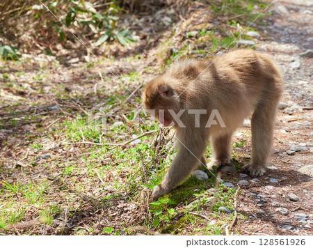 Spring sightseeing spot Kamikochi: Fresh green scenery and cute Japanese monkeys 128561926