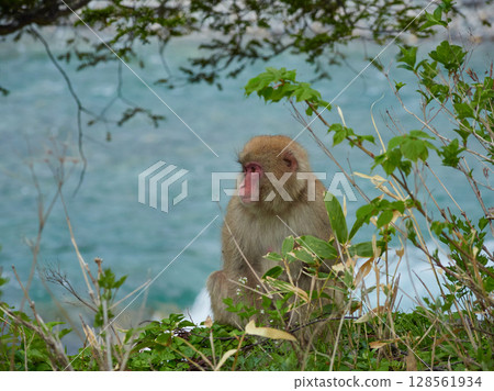 Spring scenery of fresh greenery and cute Japanese monkeys at Kamikochi, a popular tourist spot 128561934