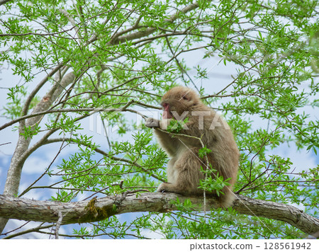 Spring sightseeing spot Kamikochi: Fresh green scenery and cute Japanese monkeys 128561942