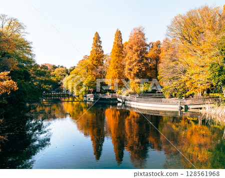 吉祥寺秋天的井之頭公園 128561968