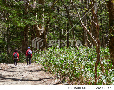 老年男女在夏季旅遊勝地上高地的森林小徑上健行 128562037