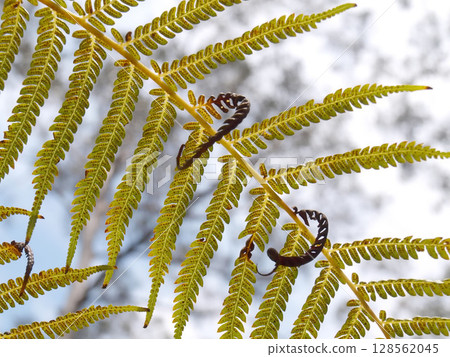 A fern frond displays numerous leaflets, with two coiled fiddleheads, against a bright, out-of-focus background. A fern frond displays numerous leaflets, with two coiled fiddleheads, against a bright, out-of-focus background. 128562045