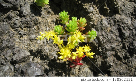 Yellow flowers of sedum, a succulent plant, growing in the gaps between rocks 128562131