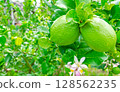 Fresh lemons grown in the garden. 128562235