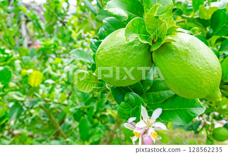 Fresh lemons grown in the garden. Fresh lemons grown in the garden. 128562235