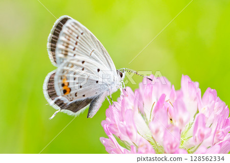 一隻燕尾蝶停在紅三葉草上 128562334