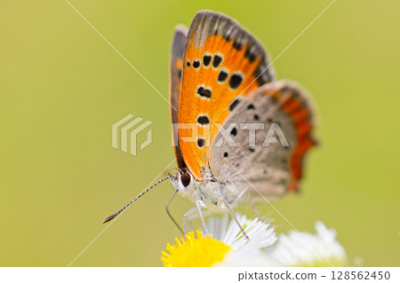 Bernicimi吮吸Haldion的花蜜 Bernicimi吮吸Haldion的花蜜 128562450