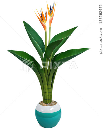 Bird of Paradise (Strelitzia reginae) Large, banana-like green leaves in a tall modern planter, a woven basket pot, or 128562473