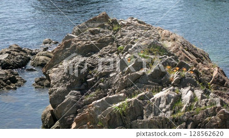 日本海和風景優美的笹川流川奇岩上盛開的橙色岩百合 128562620