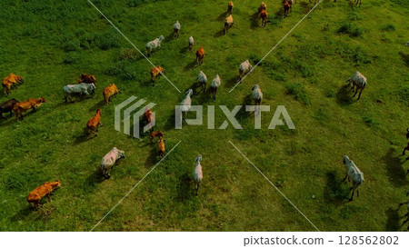 aerial photography ducumentary Herd of cows grazing on the meadow near the lake at sunset aerial photography ducumentary Herd of cows grazing on the meadow near the lake at sunset 128562802